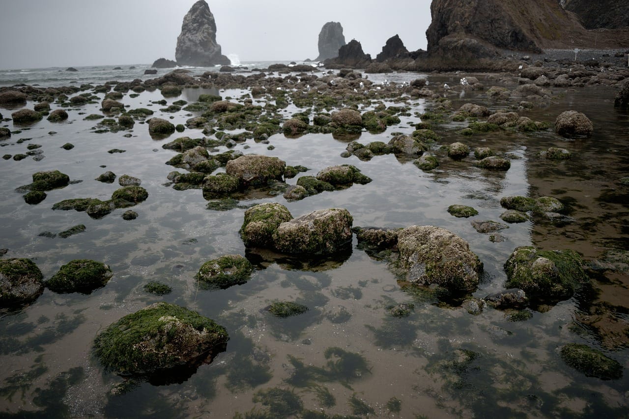 At low water the rock pools appear, full of small life.