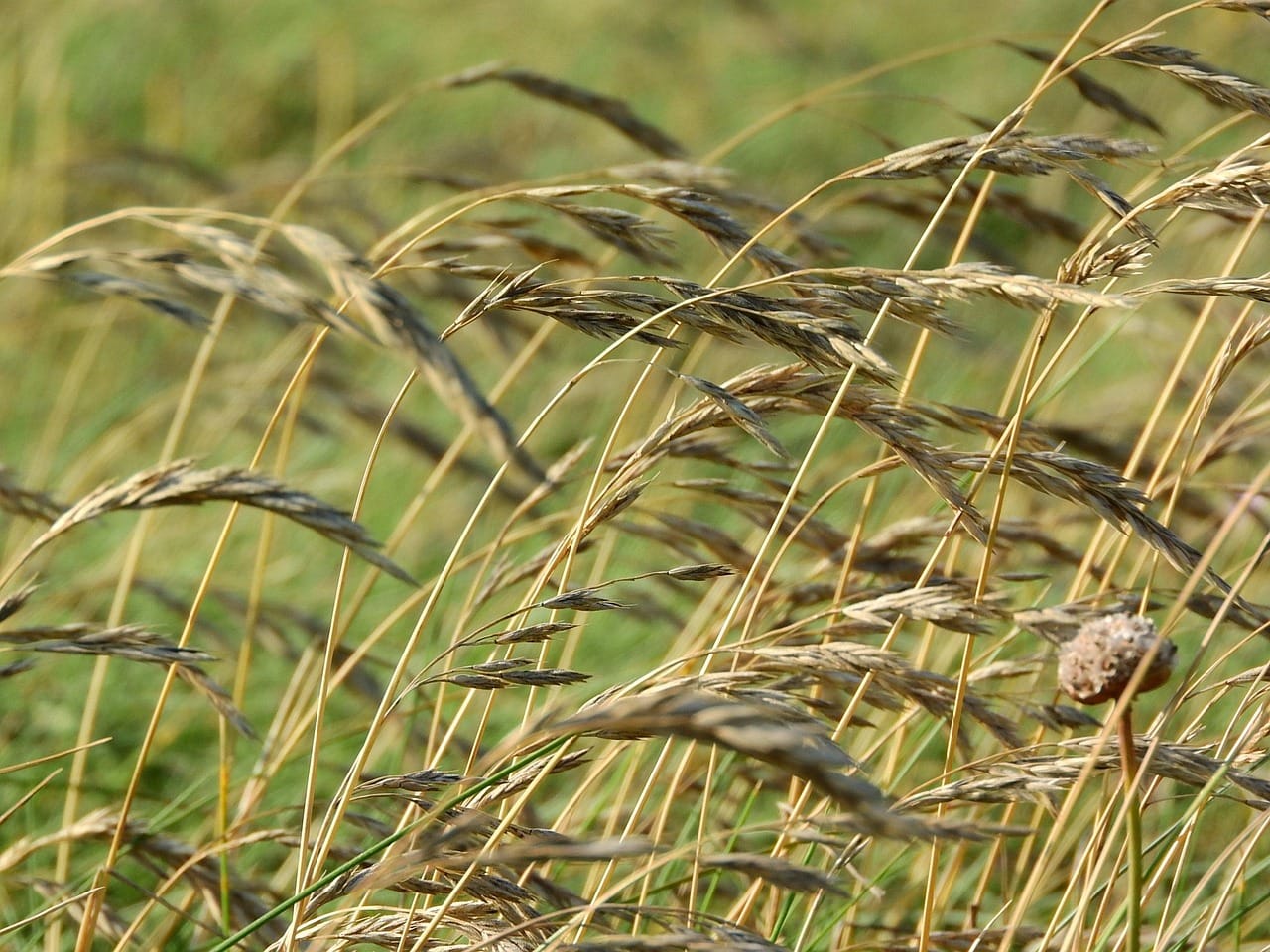 The same force, in a field of grass.